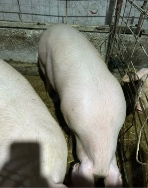 porci de vanzare
