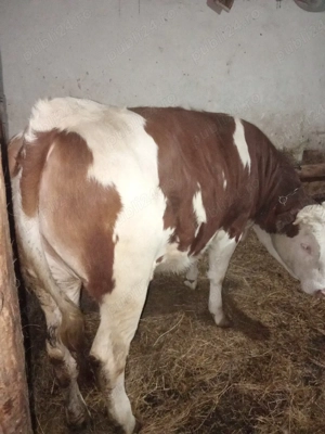 Vand junincă bălțată  - imagine 4