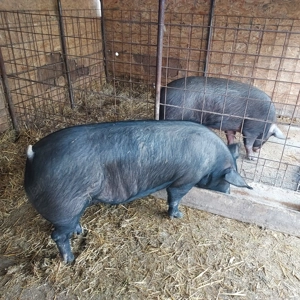 Porci de țară  - imagine 3