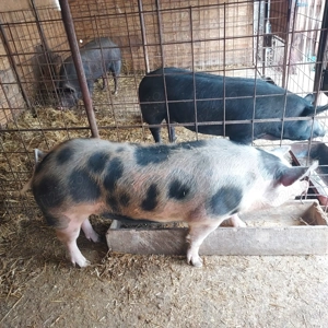 Porci de țară  - imagine 5