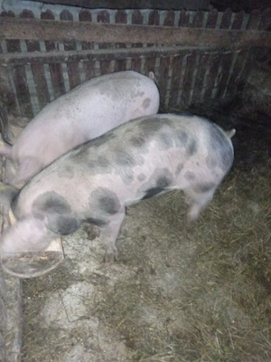 De vînzare - imagine 2