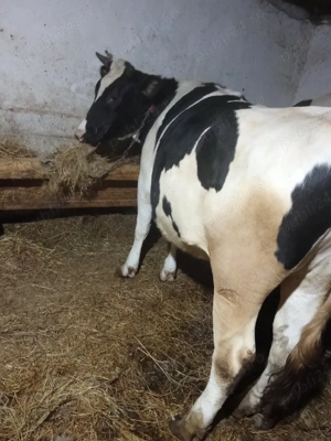 vand juninca gestanta  - imagine 2