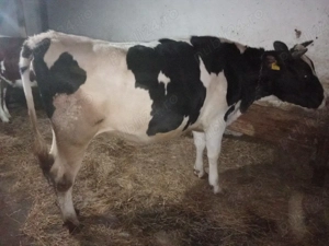 vand juninca gestanta 