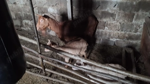 vand sau schimb Capra cu 2 iezi(iedite) - imagine 2