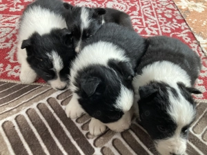 Catei border collie  - imagine 3