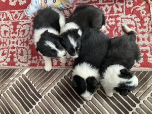 Catei border collie  - imagine 2