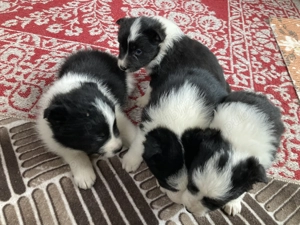 Catei border collie  - imagine 5