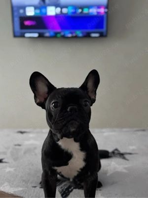Bulldog Francez Băiat