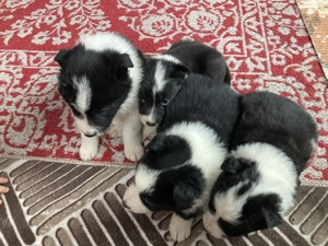 Catei border collie  - imagine 4