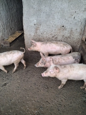Porci,șoldani de vânzare 