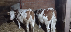 2 juninci gestante de vănzare - imagine 2