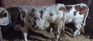 2 juninci gestante de vănzare - imagine 3