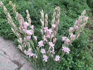 Vând tuberoze- chiparoase culoare superbă.