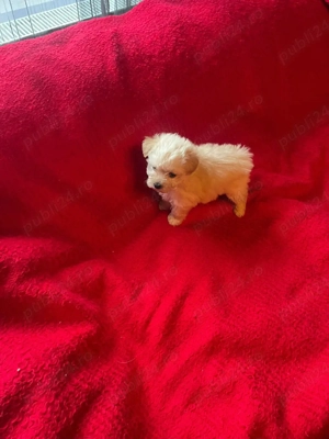 Bichon Pasaport.Bishon Havanez.Baiat Bison - imagine 2