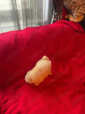 Bichon Pasaport.Bishon Havanez.Baiat Bison - imagine 3