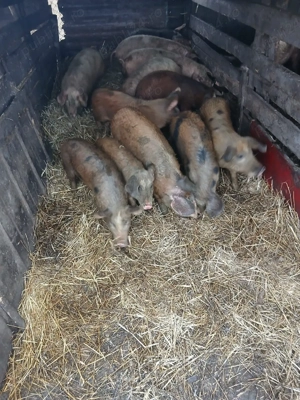 De Vânzare 12 soldani 40 45 kg unul  - imagine 3