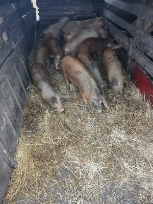 De Vânzare 12 soldani 40 45 kg unul  - imagine 2