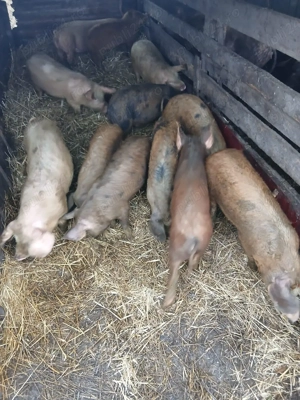 De Vânzare 12 soldani 40 45 kg unul 