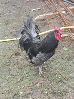 vând cocos Australorp  - imagine 2