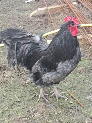 vând cocos Australorp  - imagine 3