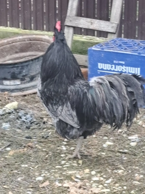 vând cocos Australorp 