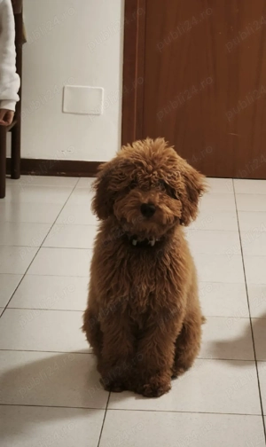 pudel caniche  - imagine 2