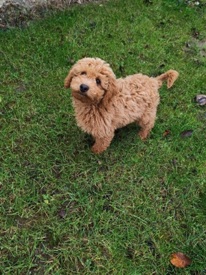 pudel caniche  - imagine 3