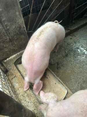 Purcea 90-95 kg - imagine 2