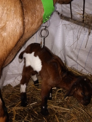 Tapisor metis de anglo - imagine 2