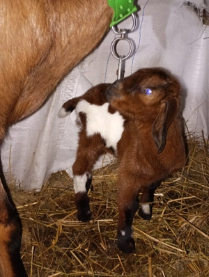 Tapisor metis de anglo - imagine 4