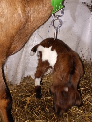 Tapisor metis de anglo - imagine 3