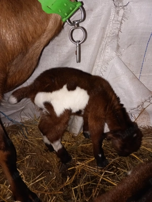 Tapisor metis de anglo - imagine 5