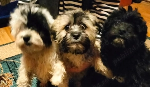 Vând Cățeluș Bichon