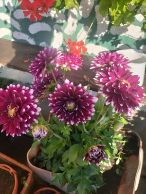 Bulbi zefir și bulbi de dalii pitice. - imagine 3