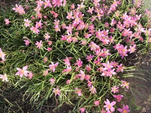 Bulbi zefir și bulbi de dalii pitice. - imagine 4