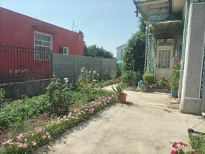 Bulbi zefir și bulbi de dalii pitice. - imagine 2