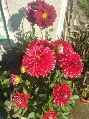 Bulbi zefir și bulbi de dalii pitice. - imagine 5