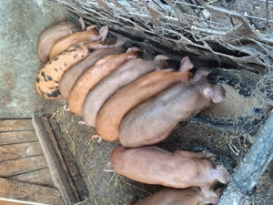 Vând purcei de 12 săptămâni 