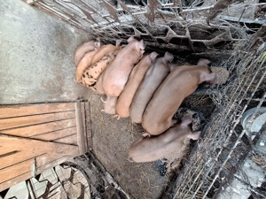 Vând purcei de 12 săptămâni  - imagine 2