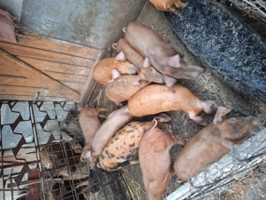 Vând purcei de 12 săptămâni  - imagine 3