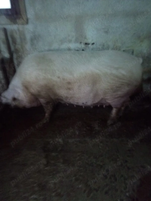 Disponibili două scrpfițe - imagine 2