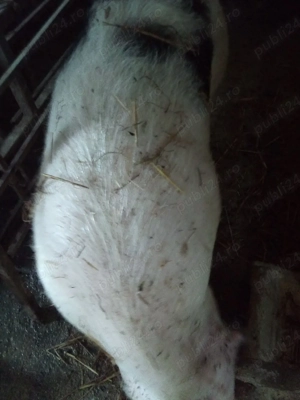 Disponibili două scrpfițe - imagine 3