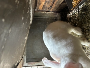 Femelă albă  - imagine 3