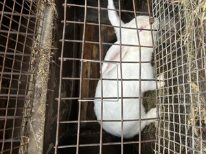 Femelă albă  - imagine 2