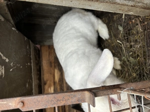 Femelă albă  - imagine 5