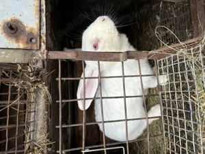 Femelă albă  - imagine 4