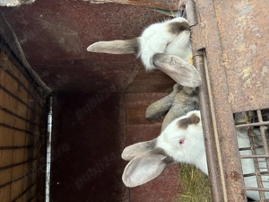 Iepurași(pui)  - imagine 2