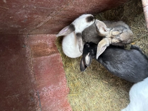 Iepurași(pui)  - imagine 4