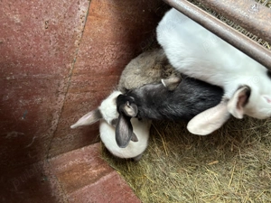 Iepurași(pui)  - imagine 5