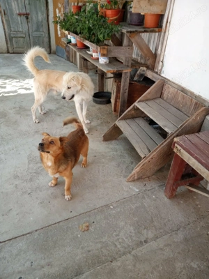 donez caine labrador - imagine 3